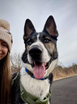 Husky and Collie Dogs Available for Adoption - Blue | PetCurious