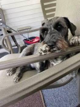 Rescue Miniature Schnauzer and Schnauzer Dogs for Adoption in North Olmsted, Ohio - Thunder | PetCurious