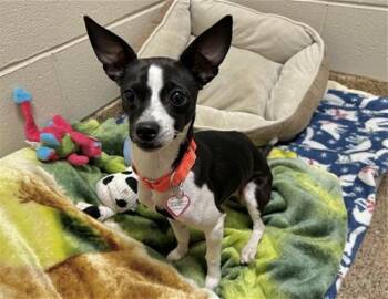 Chihuahua Dogs Available for Adoption - LONDON | PetCurious