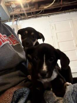 Mixed Breed Dogs Available for Adoption - Sketti | PetCurious