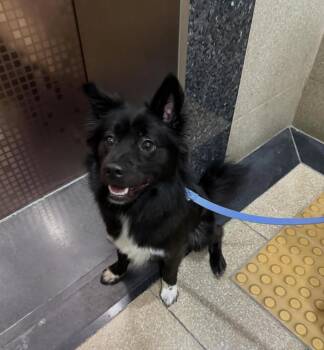 MANGCHI -  Spitz Dog for Adoption in Johns Creek, Georgia - MANGCHI | PetCurious