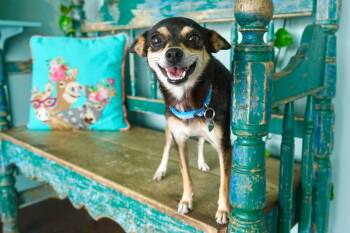 Rescue Chihuahua Dogs for Adoption in San Antonio, Texas - Pumpkin | PetCurious