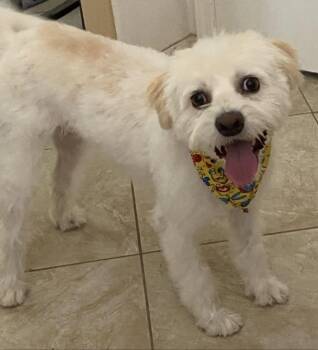 Rescue Maltipoo Dogs for Adoption in Lancaster, California - Ripley | PetCurious