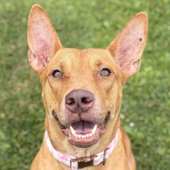 Gwaltney -  Pit Bull Terrier Dog for Adoption in Jefferson, Wisconsin - Gwaltney | PetCurious
