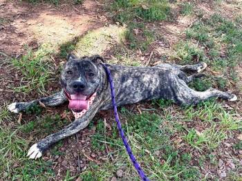 BOWMAN -  Pit Bull Terrier Dog for Adoption in Charlotte, North Carolina - BOWMAN | PetCurious