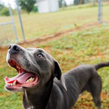 Rescue Pit Bull Terrier Dogs for Adoption in Valdosta, Georgia - Sweater Weather | PetCurious