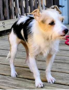 Rescue Jack Russell Terrier Dogs for Adoption in Douglasville, Georgia - Lil One | PetCurious