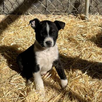 Cattle Dog and Mixed Breed Dogs Available for Adoption - Mosquito | PetCurious