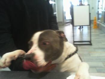 Pit Bull Terrier Dogs Available for Adoption - ZEUS | PetCurious