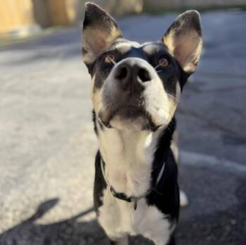 Jupiter -  Husky Dog for Adoption in Naperville, Illinois - Jupiter | PetCurious
