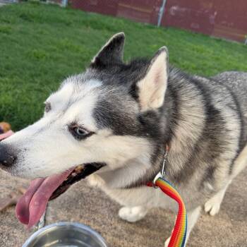 Juneau -  Husky Dog for Adoption in Bellaire, Texas - Juneau | PetCurious