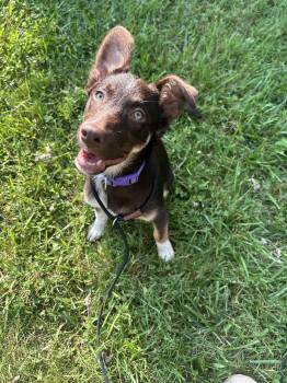 Cocoa -  Australian Shepherd and German Shepherd Dog Dog for Adoption in Spring Hill, Tennessee - Cocoa | PetCurious