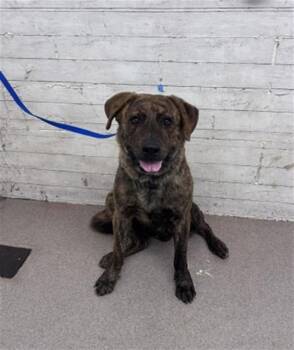 RAMEN -  Pit Bull Terrier and Mixed Breed Dog for Adoption in San Bernardino, California - RAMEN | PetCurious