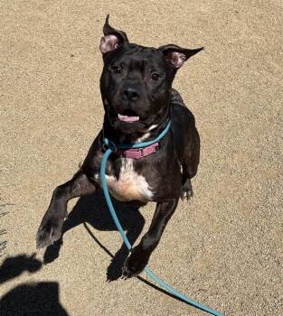 Rescue Labrador Retriever Dogs for Adoption in Phoenix, Oregon - Oasis | PetCurious
