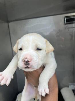 VIN -  Mixed Breed Dog for Adoption in Dallas, Texas - VIN | PetCurious