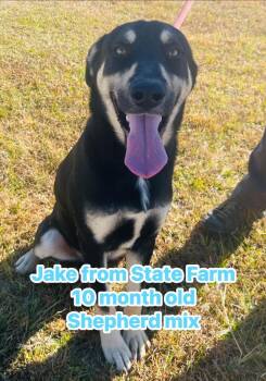 Rescue German Shepherd Dog Dogs for Adoption in Nashville, Georgia - Jake | PetCurious