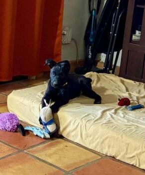 Labrador Retriever Dogs Available for Adoption - Starlight | PetCurious