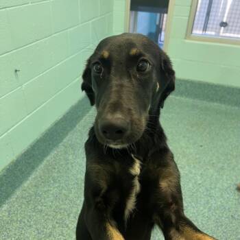 Buddha -  Mixed Breed Dog for Adoption - Buddha | PetCurious