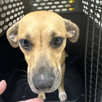 Chloe -  Black Mouth Cur and Feist Dog for Adoption in Birmingham, Alabama - Chloe | PetCurious