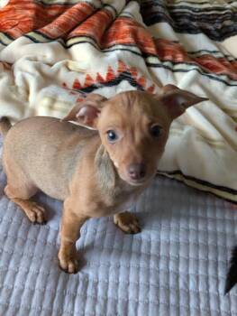 Chihuahua Dogs Available for Adoption - Garvey | PetCurious