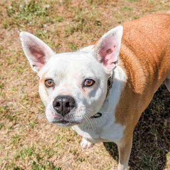 Bulldog Dogs Available for Adoption in Lancaster, South Carolina - Charley  | PetCurious