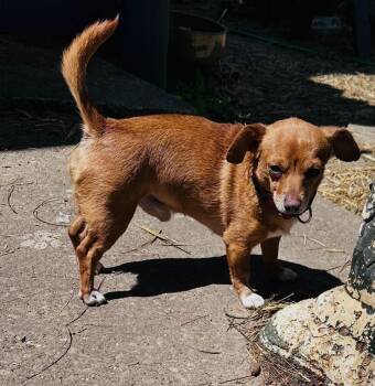 Chihuahua Dogs Available for Adoption in Lemont, Illinois - Sonny | PetCurious