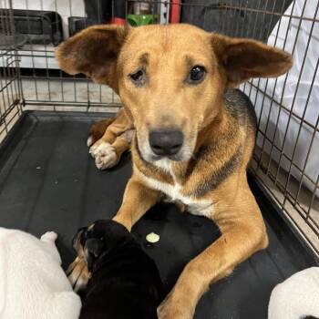 Elanor -  Shepherd Dog for Adoption in Edinburg, Texas - Elanor | PetCurious