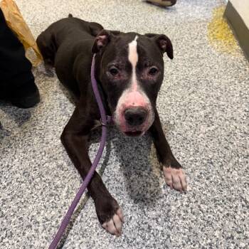 Mixed Breed Dogs Available for Adoption in Port Charlotte, Florida - Dexter Luther | PetCurious