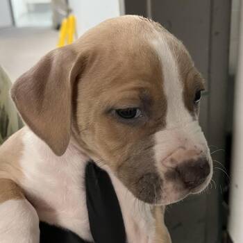 Mixed Breed Dogs Available for Adoption in Murray, Utah - Fabric Refresher | PetCurious