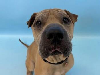 Sharpay -  Shar Pei and Mixed Breed Dog for Adoption in Woodbury, Minnesota - Sharpay | PetCurious