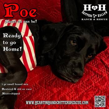 Rescue Basset Hound and Black Labrador Retriever Dogs for Adoption in Stewart, Tennessee - Poe | PetCurious