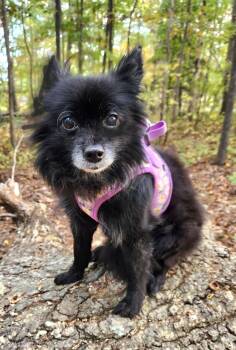 Lizzy -  Pomeranian and Chihuahua Dog for Adoption in Pelzer, South Carolina - Lizzy | PetCurious