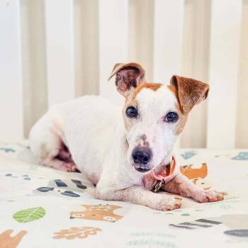 Wishbone -  Jack Russell Terrier Dog for Adoption in Spokane, Washington - Wishbone | PetCurious