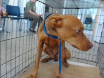 Rescue Mixed Breed Dogs for Adoption in Fort Worth, Texas - 58637105 | PetCurious