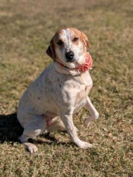 Rescue Labrador Retriever and Cattle Dog Dogs for Adoption in Dalworthington Gardens, Texas - Buffy | PetCurious