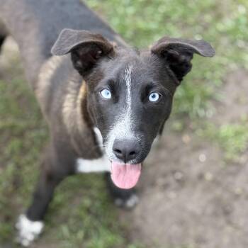 Border Collie and Labrador Retriever Dogs Available for Adoption - Astro | PetCurious
