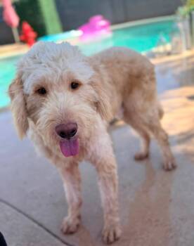 Beau -  Golden Retriever Dog for Adoption in Tempe, Arizona - Beau | PetCurious