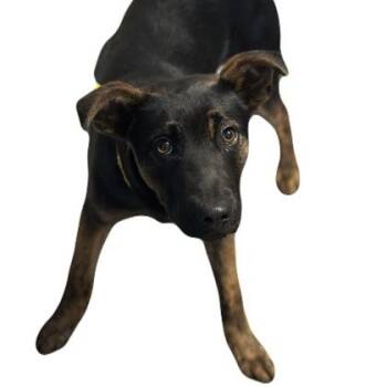 Shepherd Dogs Available for Adoption - Chico | PetCurious