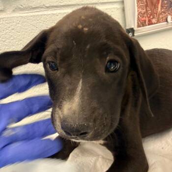 Captain -  Mixed Breed Dog for Adoption in Chattanooga, Tennessee - Captain | PetCurious