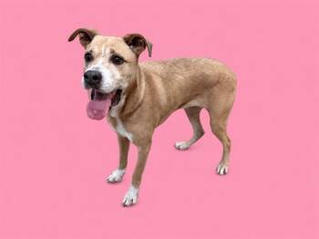 SAMANTHA -  American Bulldog and Mixed Breed Dog for Adoption in Doral, Florida - SAMANTHA | PetCurious
