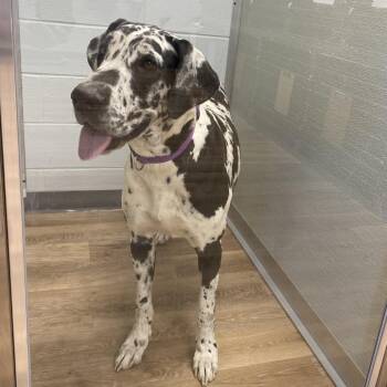 Great Dane Dogs Available for Adoption in Sinking Spring, Pennsylvania - Harley | PetCurious