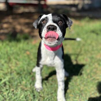 Pit Bull Terrier and Mixed Breed Dogs Available for Adoption in Fargo, North Dakota - Sir Pounce-a-Lot--In Foster | PetCurious