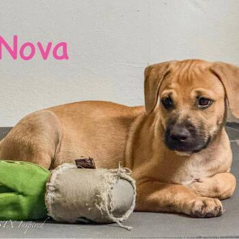 Nova -  Mixed Breed Dog for Adoption in Washington, Pennsylvania - Nova | PetCurious