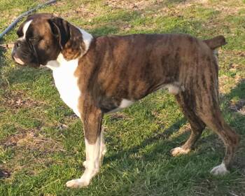 FLASH BRINDLE MALE *NEEDS FOSTER* -  Boxer Dog for Adoption in Woodbury, Minnesota - FLASH BRINDLE MALE *NEEDS FOSTER* | PetCurious