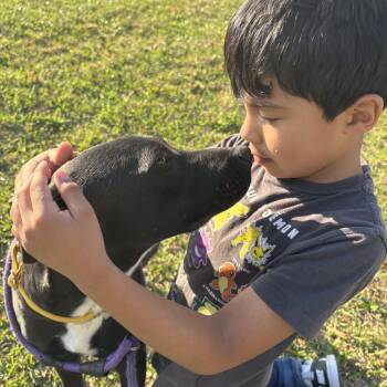 Labrador Retriever Dogs Available for Adoption - Juniper  | PetCurious