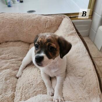 Boomer -  Beagle Dog for Adoption in Lafayette, California - Boomer | PetCurious