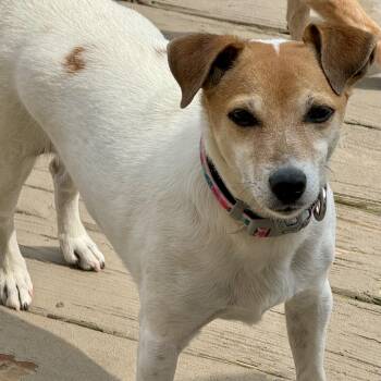 Sadie -  Jack Russell Terrier Dog for Adoption in Queenstown, Maryland - Sadie | PetCurious
