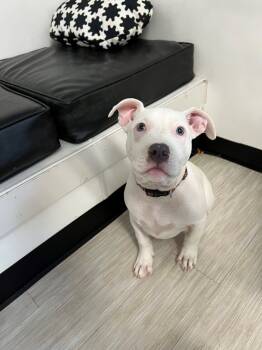 Rescue Pit Bull Terrier Dogs for Adoption in Marion, Ohio - Chyna | PetCurious