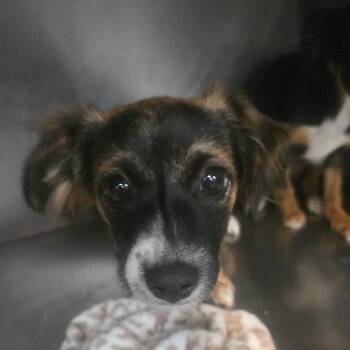Honey -  Chihuahua Dog for Adoption in San Jacinto, California - Honey | PetCurious