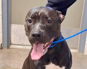 Rescue Pit Bull Terrier and Mixed Breed Dogs for Adoption in Olathe, Kansas - RAVEN | PetCurious